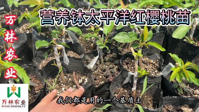 太平洋红樱桃苗品种特点介绍、采用营养钵矮华砧木育苗栽植好成活