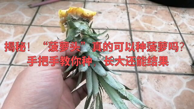 揭秘!“菠萝头”真的可以种菠萝吗?手把手教你种,长大还能结果