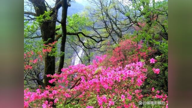 静待花开瞬间 治愈繁杂心绪