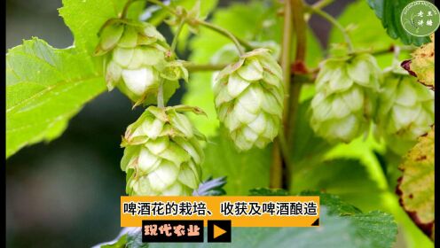 现代农业之——啤酒花的栽培、收获及啤酒酿造（老王讲糖系列视频）
