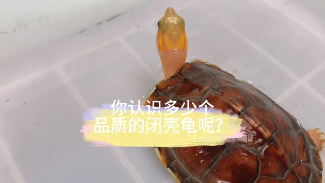 你们认识多少个品种的闭壳龟呢?