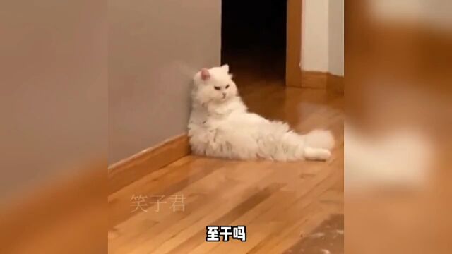 猫咪蹲在角落,看这一副嫌弃的表情,是谁得罪你了吗?