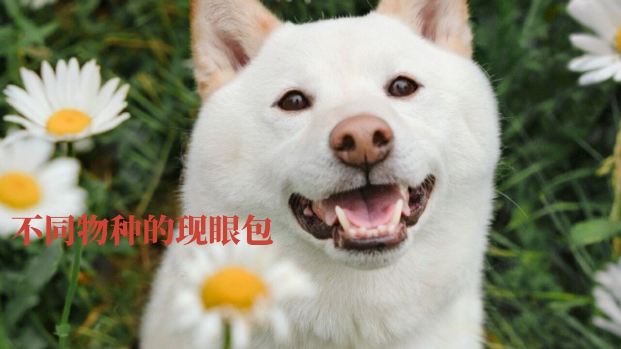 果然每个物种都有自己的现眼包,明明是杜宾金毛吵架边牧很丢脸