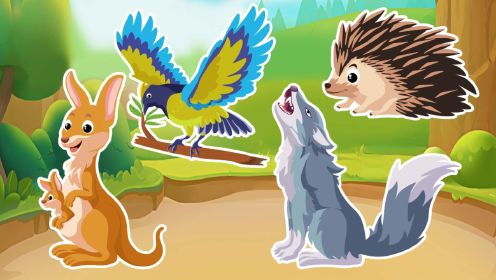 宝宝早教动画：认识动物狼，喜鹊，袋鼠，刺猬