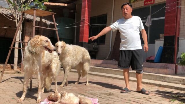 欣赏下这窝苏俄猎狼犬,两公两母共4只,母亲肩高80父亲肩高85