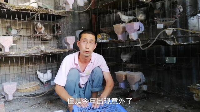 给网友发白羽王种鸽,记录一下过程