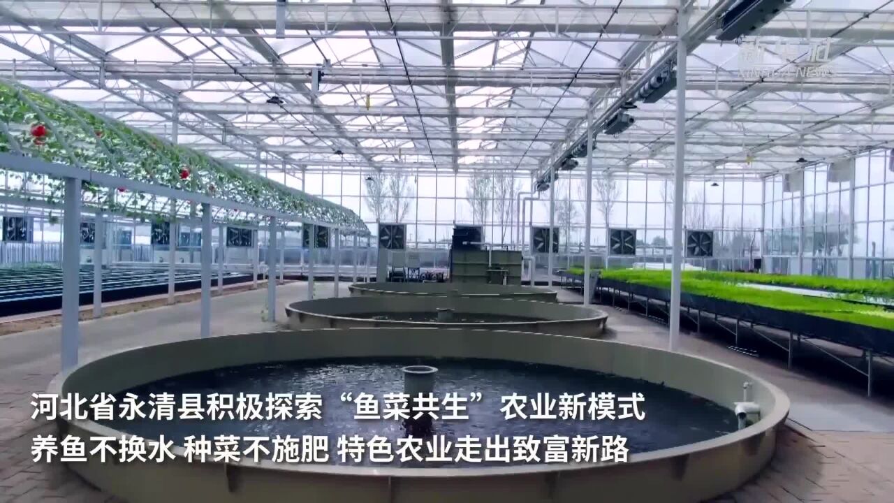 鱼菜共生AI工厂图片