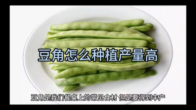 家庭菜园:豆角怎么种植产量高!