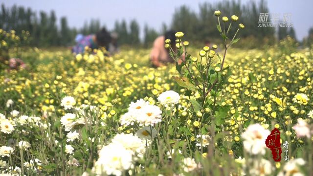 千城百县看中国|河北邢台:金秋菊花采摘忙