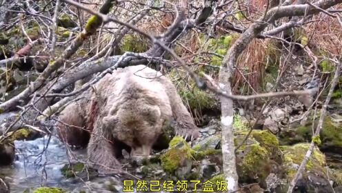 危险与刺激并存！跟随专业猎人体验棕熊捕猎之旅！