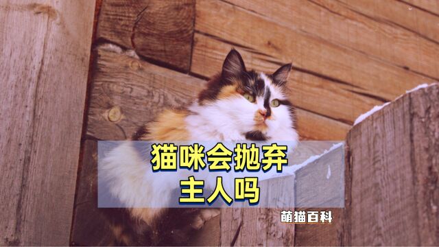 猫咪会抛弃主人吗?答案令人惊讶