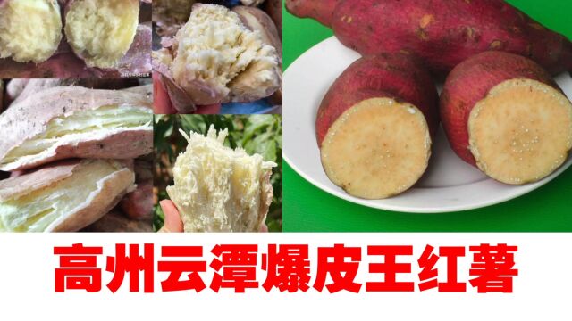 红薯之王:探寻高州云潭特产爆皮王红薯的独特魅力