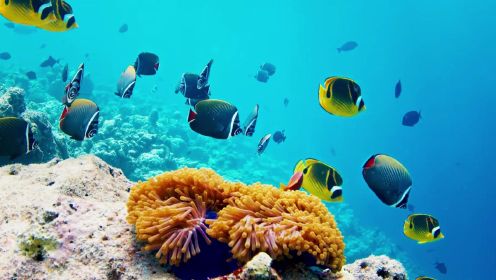 难以置信的水下世界-热带鱼，珊瑚礁，水母水族馆