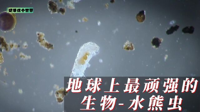 水熊虫有地球上最顽强生物的盛名!却微小到肉眼无法分辨!