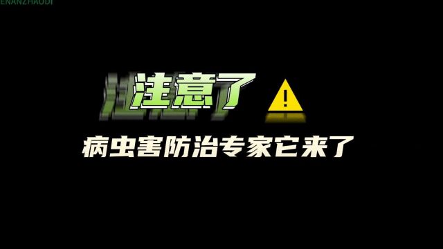 智能性诱监测预警分析系统专业防治病虫害