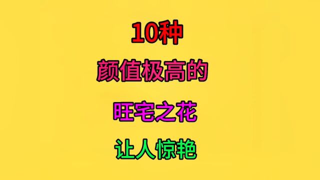 十种颜值极高的绿植花卉,有你喜欢的吗