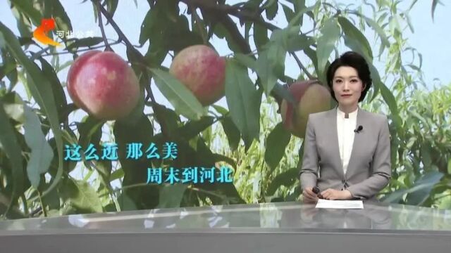 媒体聚焦丨石家庄高邑:冬桃满枝香满园