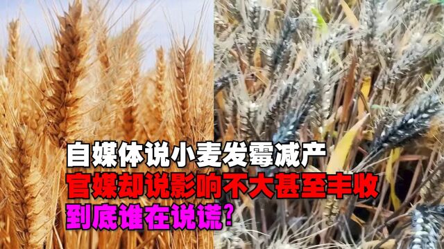 自媒体说小麦发霉减产,官媒却说影响不大甚至丰收,是谁在说谎?