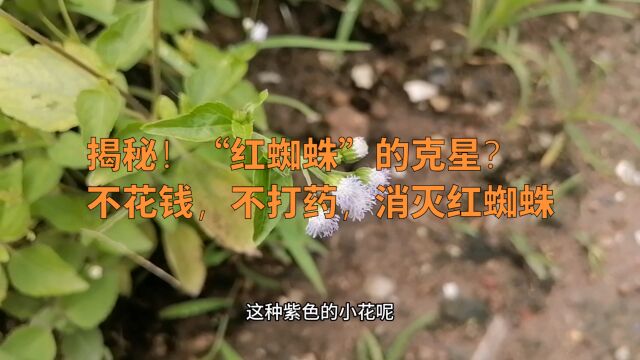 揭秘!“红蜘蛛”的克星?不花钱,不打药,消灭红蜘蛛