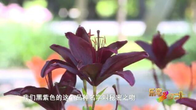 这么近,那么美,周末到河北丨石家庄市植物园:百合迎夏盛放