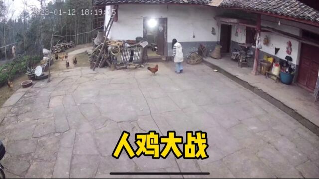 盘点监控下的一幕:人鸡大战