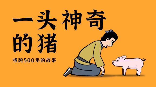 一头神奇的猪,横跨500年历史