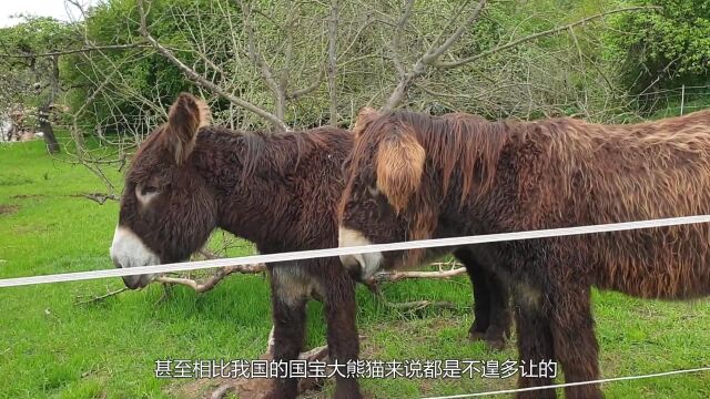 世界最独特的驴,毛发长的像扫把,网友:这是来扫地的吧