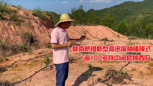 赣南脐橙新型高密度种植模式,1亩100多株中间套种西瓜,一起看看吧