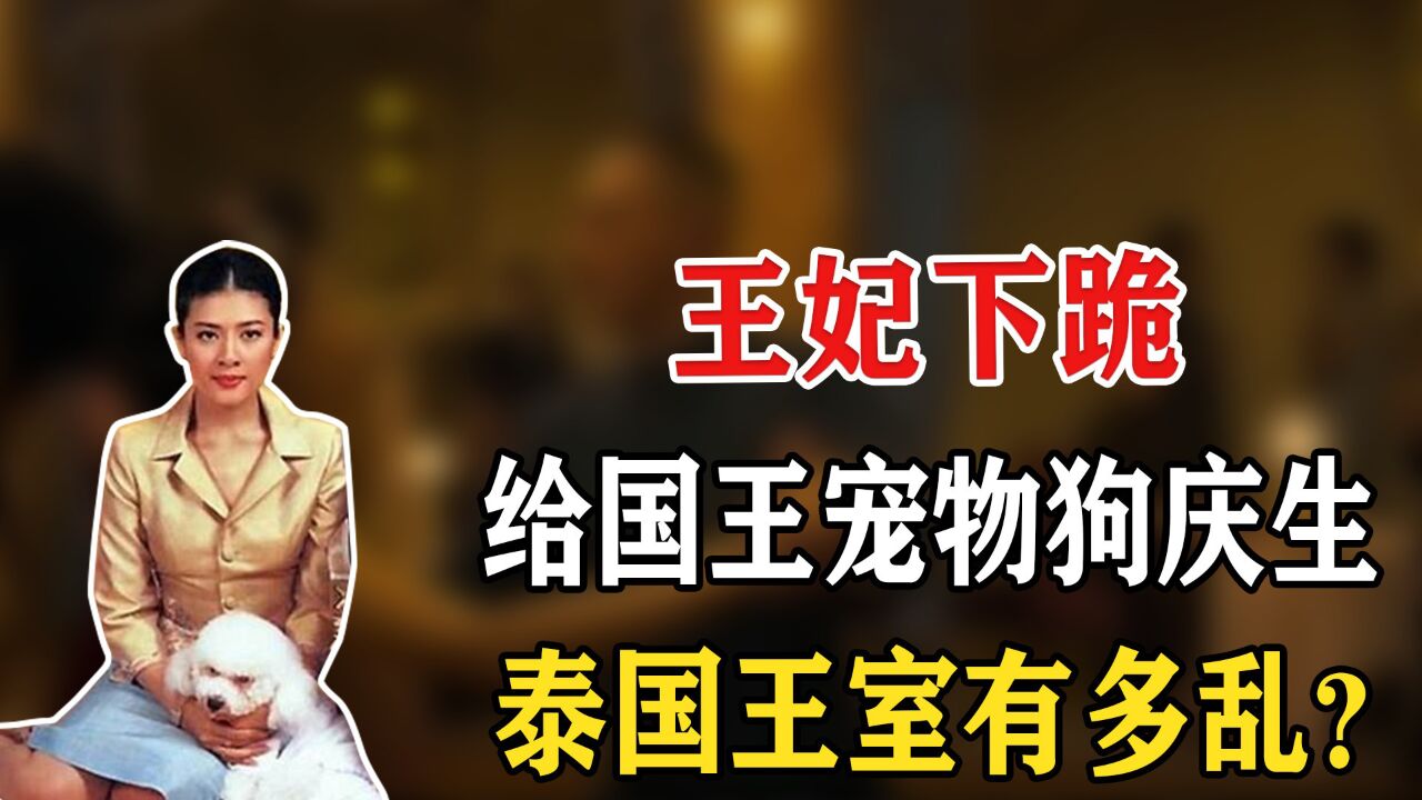 王妃下跪给国王宠物狗庆祝生日,还一起吃蛋糕,泰国王室有多乱?
