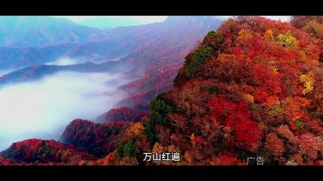 光雾山的秋色 错过真的追悔莫及 万山红遍 层林尽染 仿佛泼了一山的油彩 无边无际 今年的红叶季即将接近尾声,这个周末