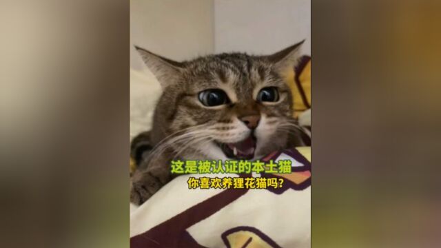 宠物解说:这是被认证的本土猫,你喜欢养狸花猫吗? #萌宠成精了