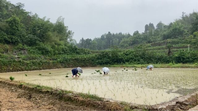 旱秧大家见过吗?一家三口干农活插秧,2苗田没花多久