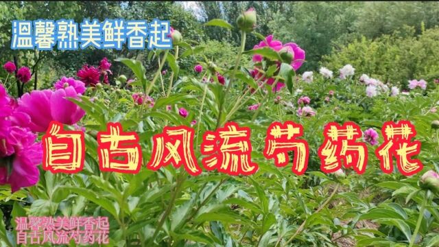 温馨熟美鲜香起 自古风流芍药花