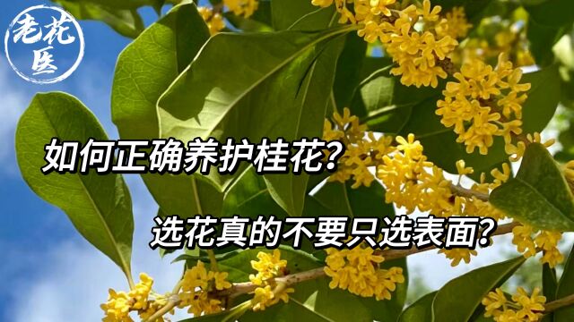 如何正确养护桂花?选花真的不要只选表面?