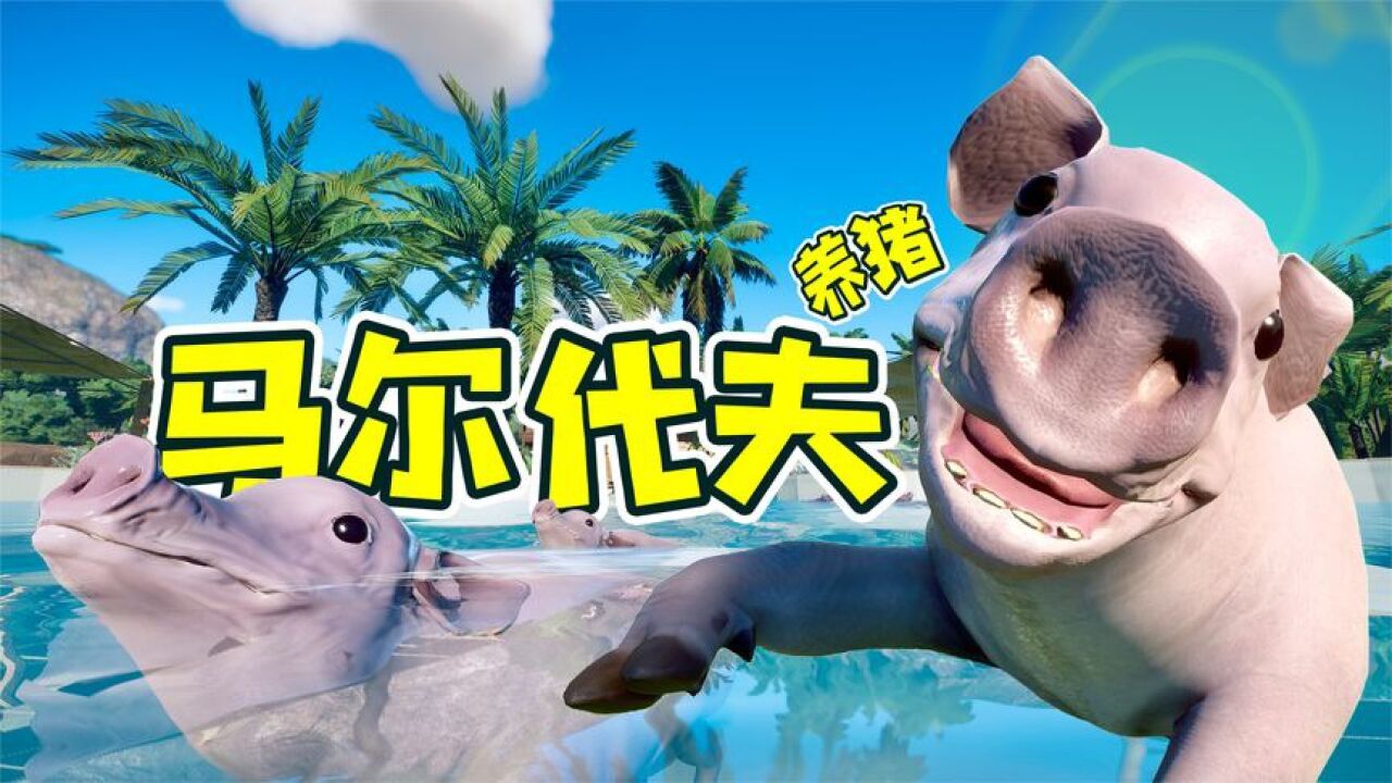 动物园之星24：马尔代夫养猪，这才是生活！_高清