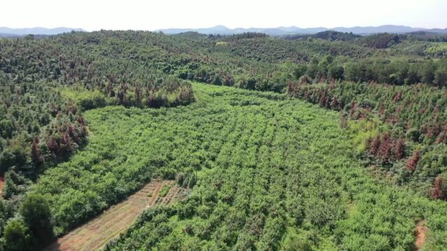 津市市药山镇:油蟠桃喜丰收 硕果满枝头