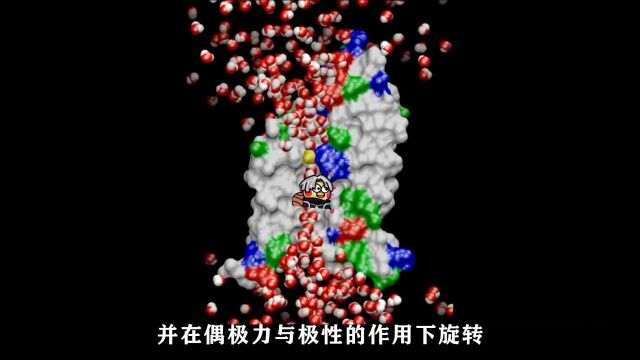 水通道蛋白:水分子进出细胞的方式