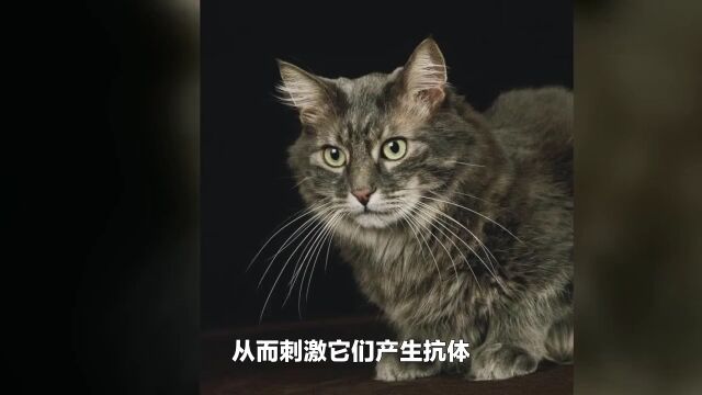 为什么猫也需要打狂犬疫苗