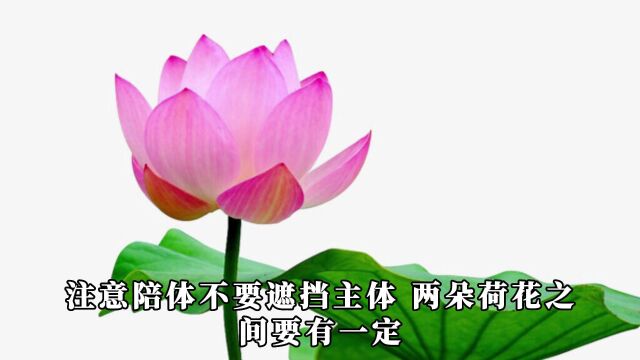 夏季荷花拍摄小技巧