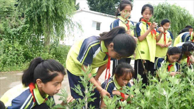 聊城市东阿县:艾叶飘香迎端午 传统文化润童心