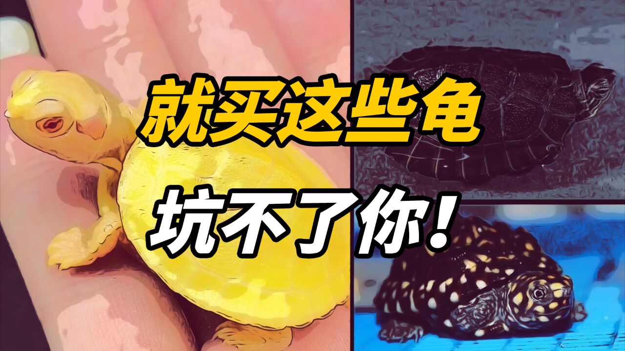 龟价再炒也没事,我就买这些乌龟,气死你!_腾讯视频