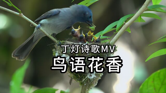 丁灯第二部诗歌MV新专辑《夏》(1)《鸟语花香》