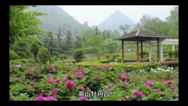 嵩县高山牧丹园