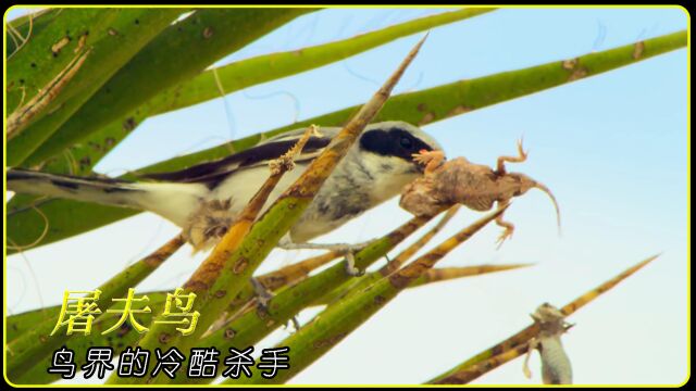 鸟类刽子手,开膛鸟伯劳