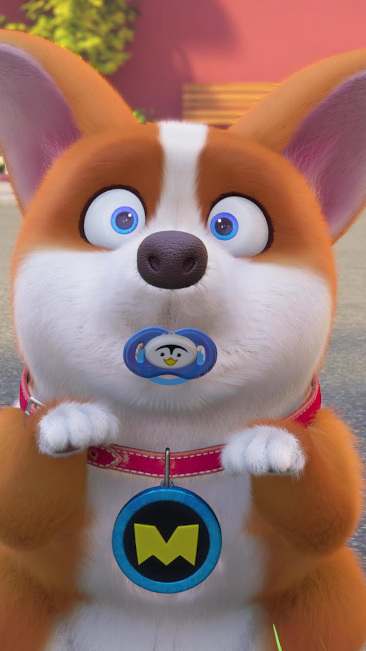 短腿小柯基:moco不知道,moco还是个宝宝