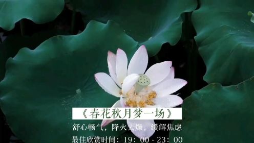 养心音乐《春花秋月梦一场》加长版，降火去燥，舒心畅气