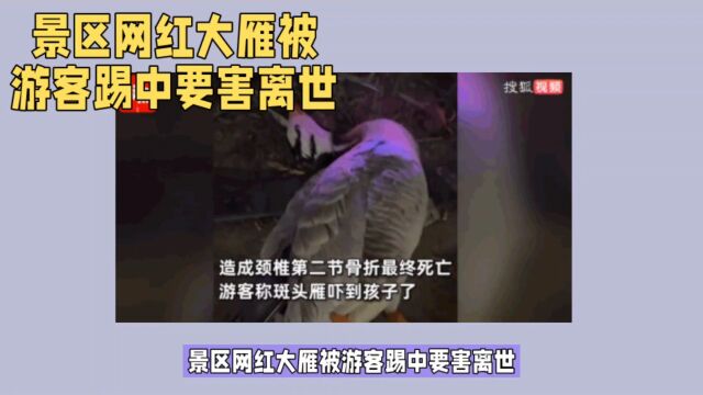 景区网红大雁被游客踢中要害离世