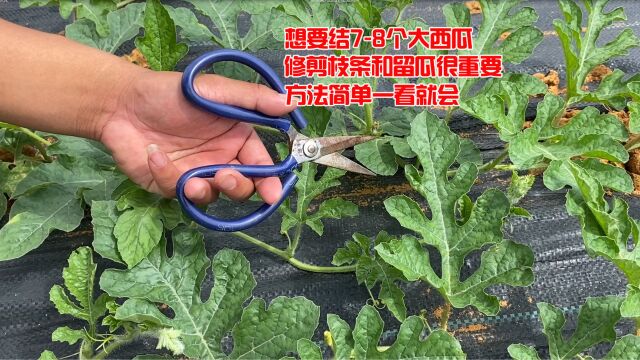 1颗西瓜苗想要结78个大西瓜,修剪枝条和留瓜很重要,方法简单一看就会