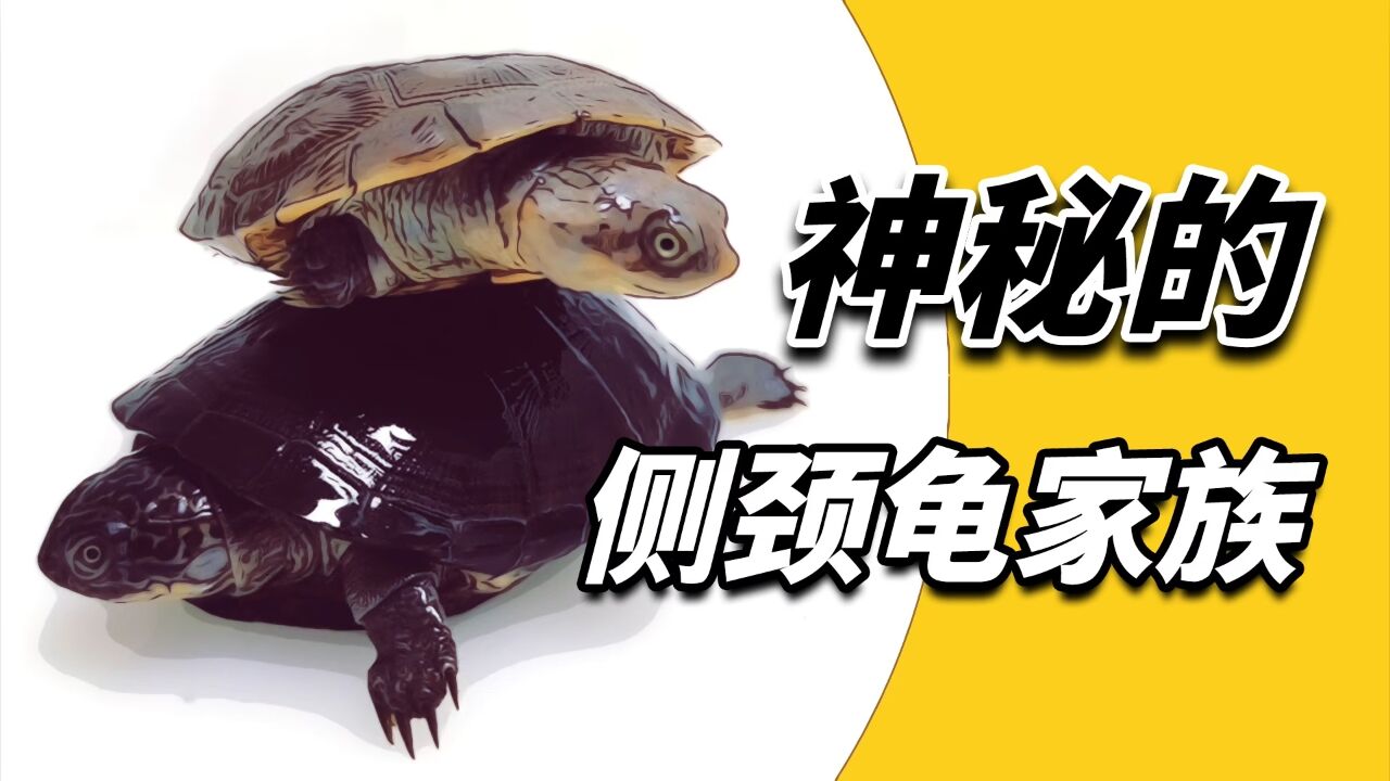 为何越来越多的人喜欢侧颈龟?_腾讯视频