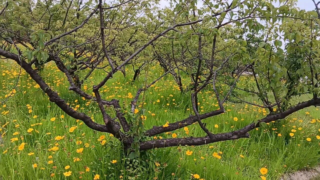 南通植物园门票图片